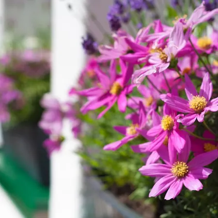 Altenbruecker Muehle Overath